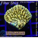 4A3-2 WYSIWYG - Montipora crazy T