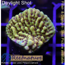 4A3-2 WYSIWYG - Montipora crazy T