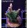4A2-3 WYSIWYG - Goniopora purple