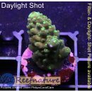 4A2-2 WYSIWYG - Acopora humilis grün Höhe 30mm
