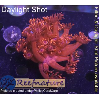 XXX WYSIWYG -  Goniopora bullseye Red