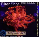 XXX WYSIWYG -  Goniopora bullseye Red