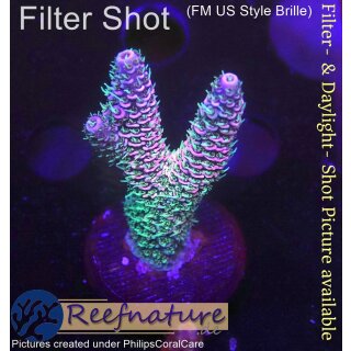 4C2-4 WYSIWYG - Acropora millepora Rainbow Höhe 40mm
