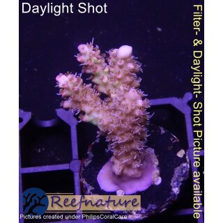 4C2-4 WYSIWYG - Acropora strawberry shortcake Höhe 31mm