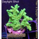 4C2-4 WYSIWYG - Acropora Gelb, Tischkoralle Höhe 30mm