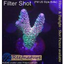 4C2-4 WYSIWYG - Acropora millepora Rainbow Höhe 40mm