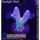 4C2-4 WYSIWYG - Acropora millepora Rainbow Höhe 40mm