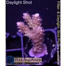 4C2-4 WYSIWYG - Acropora strawberry shortcake Höhe 31mm