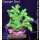 4C2-4 WYSIWYG - Acropora Gelb, Tischkoralle Höhe 30mm
