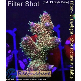 4C2-3 WYSIWYG - Acropora millepora Rainbow Höhe32mm