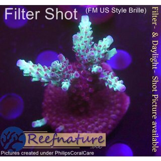 4C2-3 WYSIWYG - Acropora sp. Höhe 48mm