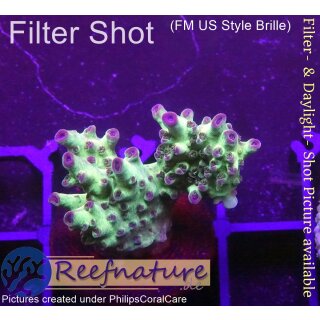 4C2-4 WYSIWYG - Acropora millepora (Indonesien) Höhe 38mm