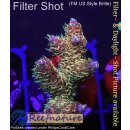 4C2-3 WYSIWYG - Acropora millepora Rainbow Höhe32mm