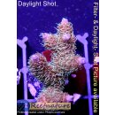 4C2-3 WYSIWYG - Acropora millepora Rainbow Höhe32mm