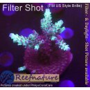 4C2-3 WYSIWYG - Acropora sp. Höhe 48mm