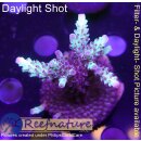 4C2-3 WYSIWYG - Acropora sp. Höhe 48mm