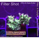 4C2-4 WYSIWYG - Acropora millepora (Indonesien) Höhe 38mm