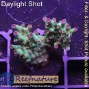 4C2-4 WYSIWYG - Acropora millepora (Indonesien) Höhe 38mm