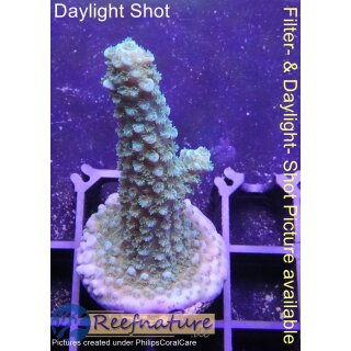 4C2-5 WYSIWYG - Acropora Blue Staghorn Höhe 53mm