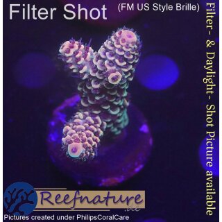 4C2-5 WYSIWYG - Acropora spathulata Höhe 43mm