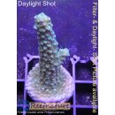 4C2-5 WYSIWYG - Acropora Blue Staghorn Höhe 53mm