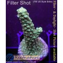 4C2-5 WYSIWYG - Acropora Blue Staghorn Höhe 53mm