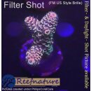 4C2-5 WYSIWYG - Acropora spathulata Höhe 43mm