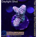 4C2-5 WYSIWYG - Acropora spathulata Höhe 43mm