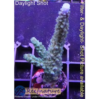 4C2-6 WYSIWYG - Acropora Blue Staghorn Höhe 71mm