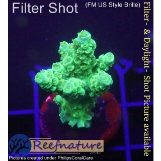 4C2-6 WYSIWYG - Acropora WD/Florida Höhe 37mm