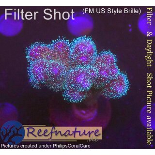 4C2-6 WYSIWYG - Pocillopora damicornis tricolor  Höhe 42mm