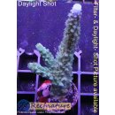 4C2-6 WYSIWYG - Acropora Blue Staghorn Höhe 71mm