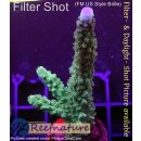 4C2-6 WYSIWYG - Acropora Blue Staghorn Höhe 71mm