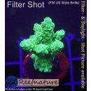 4C2-6 WYSIWYG - Acropora WD/Florida Höhe 37mm