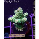 4C2-6 WYSIWYG - Acropora WD/Florida Höhe 37mm