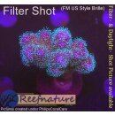 4C2-6 WYSIWYG - Pocillopora damicornis tricolor...