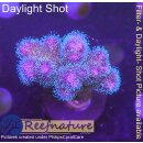 4C2-6 WYSIWYG - Pocillopora damicornis tricolor  Höhe 42mm