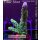 4C2-6 WYSIWYG - Acropora millepora (Indonesien) Höhe 48mm