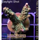 4A3-1 WYSIWYG - Acropora pink paletta Höhe 46mm