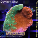 4A3-1 WYSIWYG - Montipora crafted