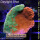 4A3-1 WYSIWYG - Montipora crafted
