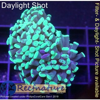 5L3-3 WYSIWYG - Euphyllia multicolor Green/Purple Polyps