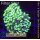 5L3-3 WYSIWYG - Euphyllia multicolor Green/Purple Polyps