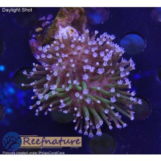 4A1-4 WYSIWYG -  Sarcophyton sp.