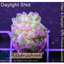 4M3-3 WYSIWYG - Euphyllia paraancora
