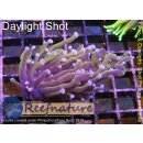 4M3-6 WYSIWYG - Euphyllia glabrescens Golden Torch Indo...