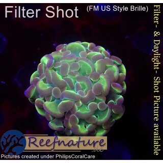WYSIWYG - Euphyllia paraancora hologram