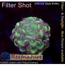 WYSIWYG - Euphyllia paraancora hologram