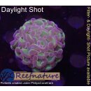 WYSIWYG - Euphyllia paraancora hologram