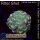 WYSIWYG - Euphyllia paraancora hologram